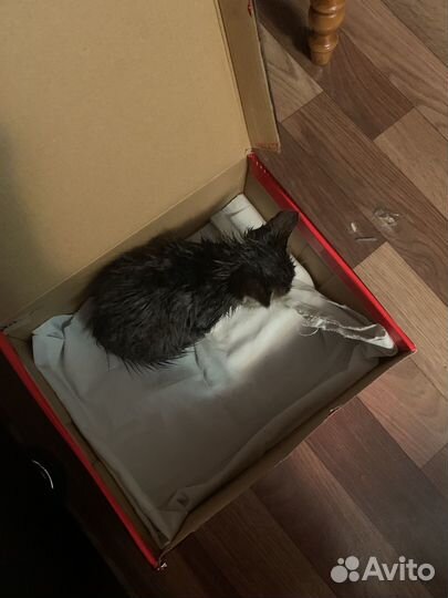 Котята в добрые руки даром