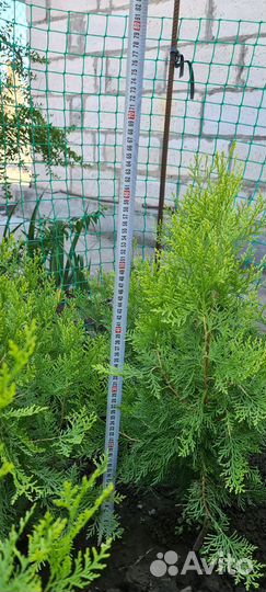 Туя западная желтокончиковая (саженцы)