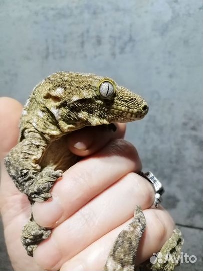 Гигантский Бананоед