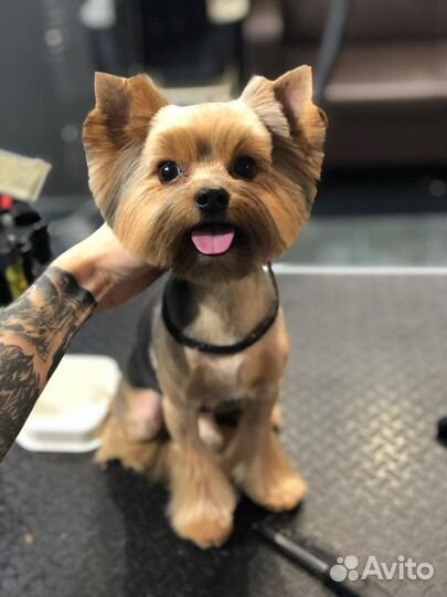 Стрижка собак и кошек