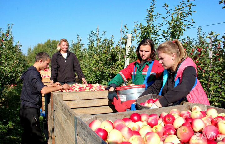 Сборка яблок