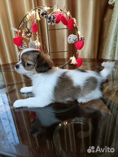 Щенок чихуахуа метрика скор, клеймо,чип