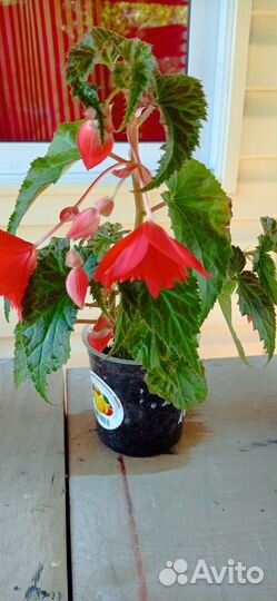 Бегония белекония