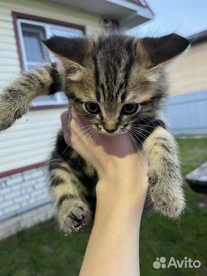 Котики в дар