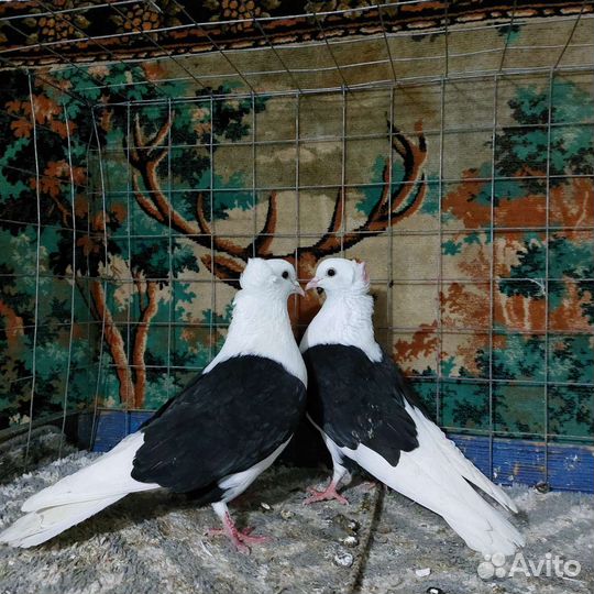 Голуби на вольном содержании
