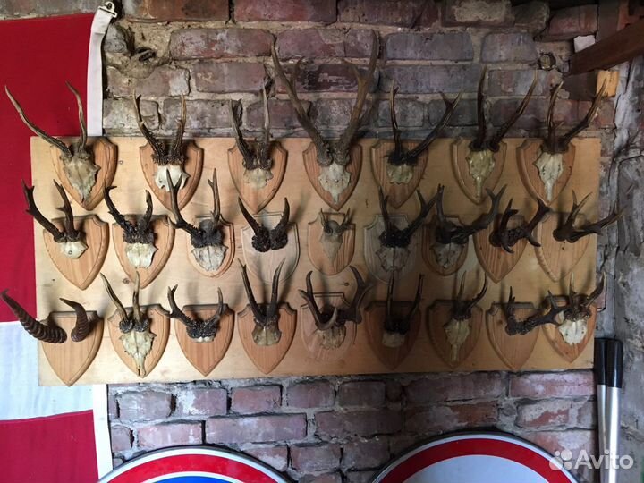 Рога косули