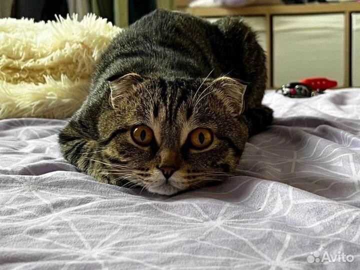 Кот ищет дом