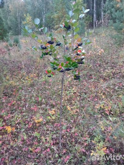 Арония на штамбе 4 лет., черноплодная рябина штамб