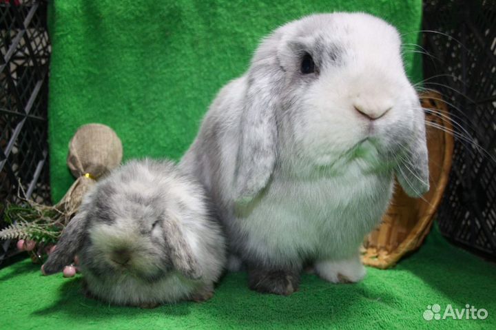 Монилоп. Рен. Изабелла. Японский. Доставка по РФ