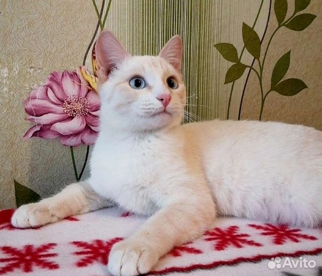 Степашка около 7 месяцев