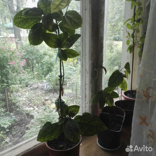 Клеродендрум г. Томсон, др,цветы