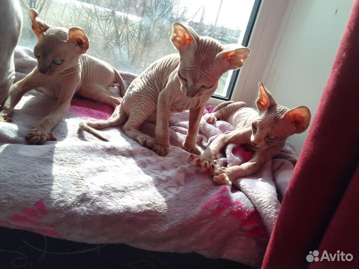 Канадский сфинкс котенок