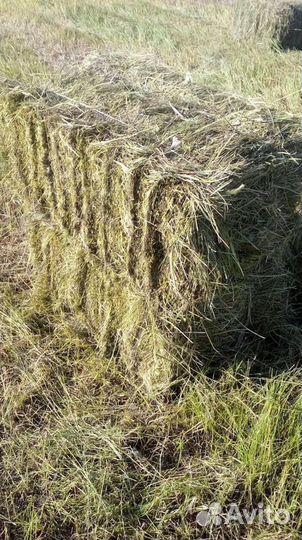Сено и Стружка в тюках Оптом