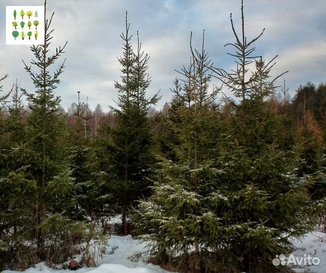 Крупномеры ели опт