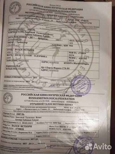 Вязка Бигль