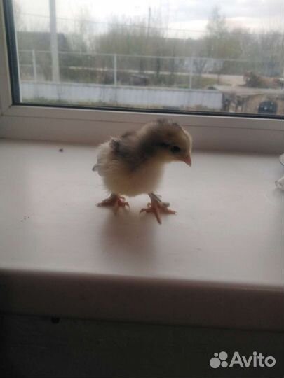 Цыплята брама