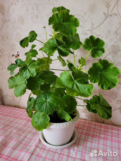 Герань розебудная