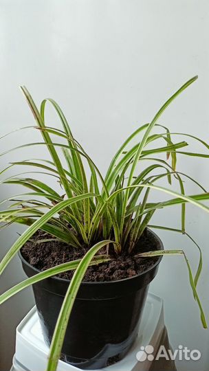 Осока Мэрроу вариегата