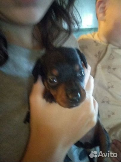 Щенки карликовой таксы в добрые руки