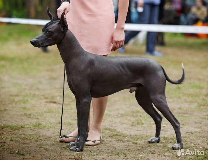 Щенки ксолоитцкуинтли стандарт