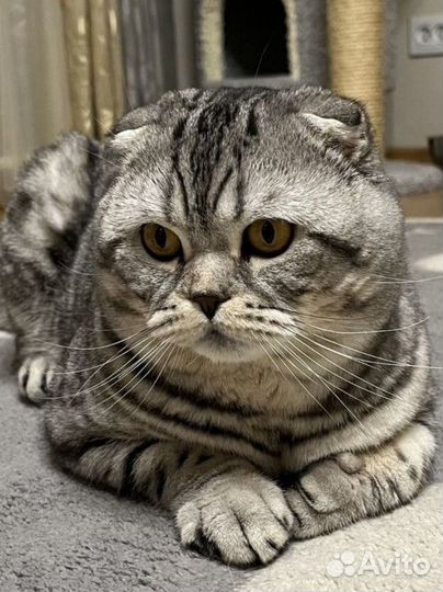 Шотландский котик. Вязка