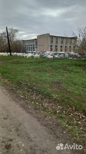 Продам коз дойных