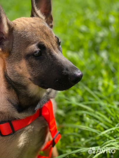 Щенок метис