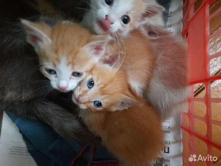 Кошки в добрые руки бесплатно