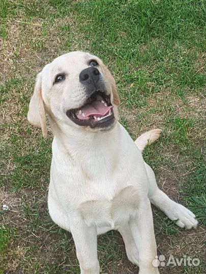 Щенки лабрадора