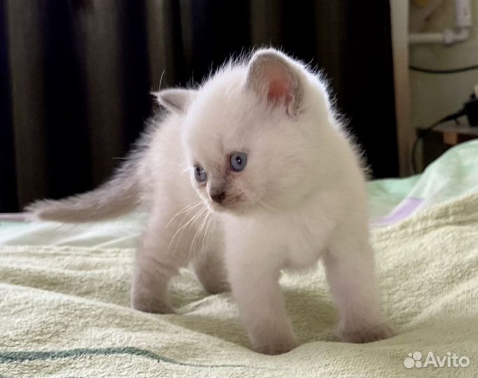 Шотландские котята