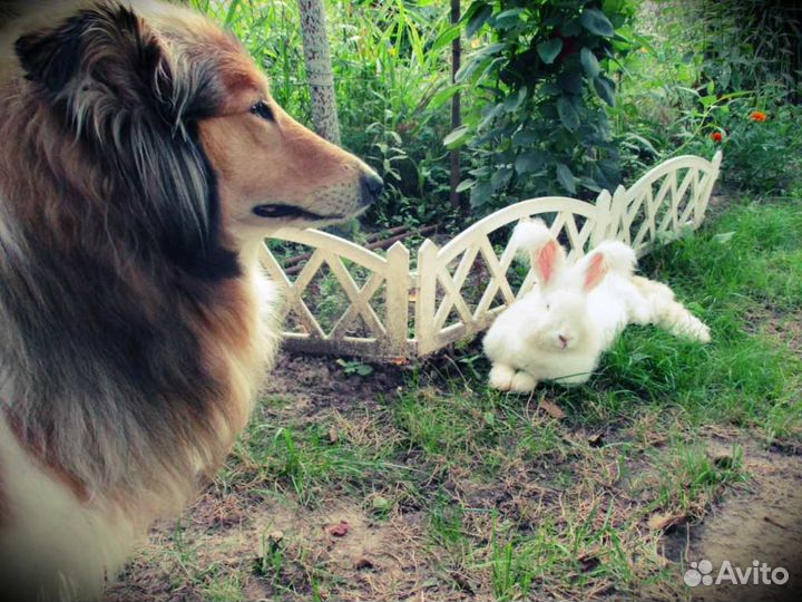 Полезная шерсть собаки и ангорского кролика