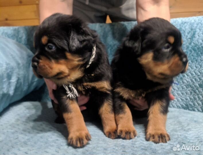 Щенки ротвейлера
