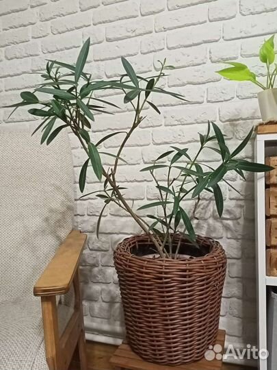 Олеандр махровый розовый Гибискус вариегатный