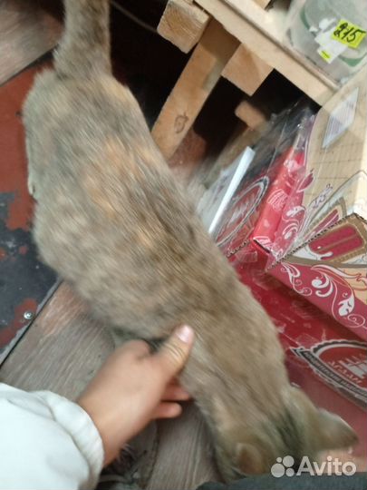 Кошка в добрые руки