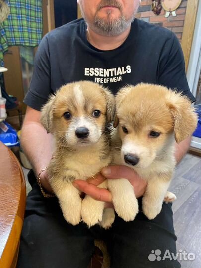 Щенки корги