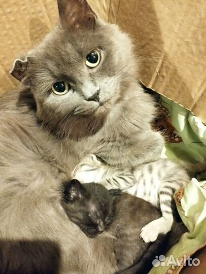 Котята