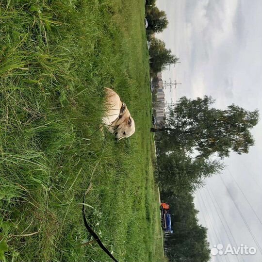 Адель в добрые руки