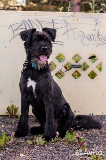 Черный русский терьер (метис) ищем дом