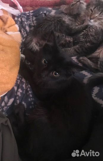 Отдаю в добрые руки