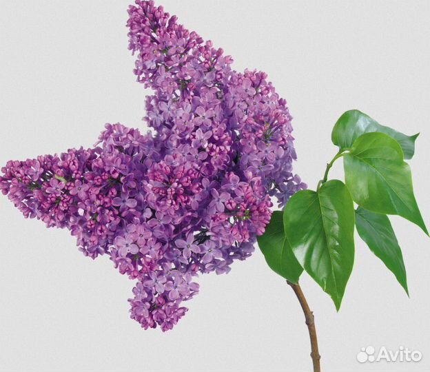 Сирень1-2-3-4-5 летки селекция СССР 3 цвета