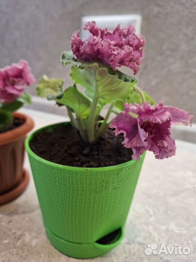 Сортовые фиалки