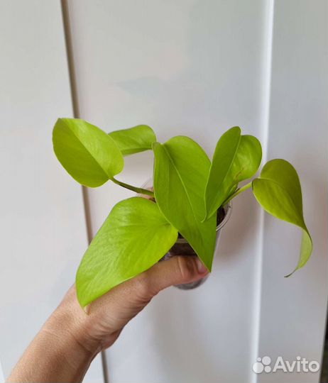Эпипремнум/Сциндапсус разные
