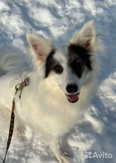 Собака в дар