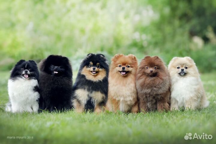 Щенки померанского шпица
