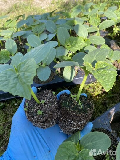 Рассада огурцов