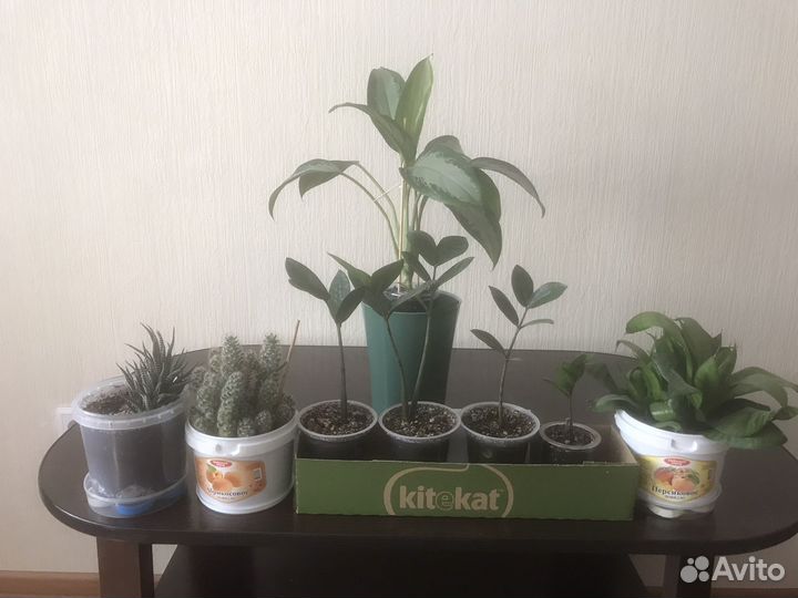 Комнатные растения