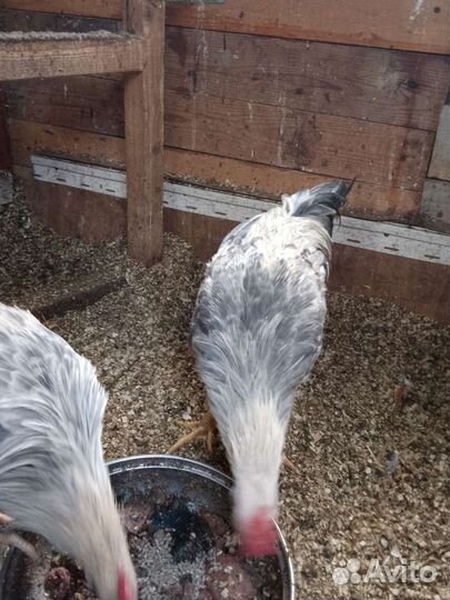 Молодые петухи Леггорн Изабелла