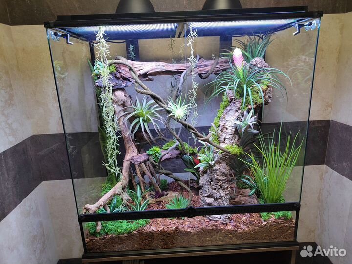 Пантеровый хамелеон с террариумом