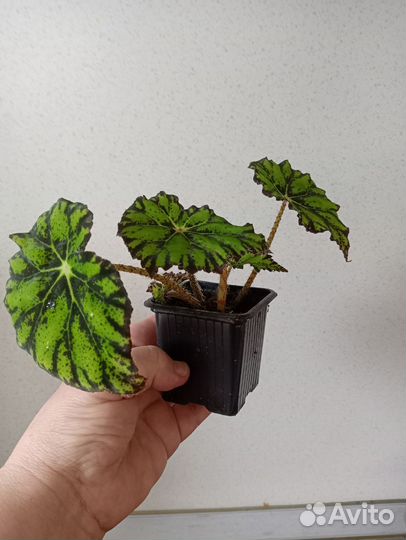 Комнатные растения