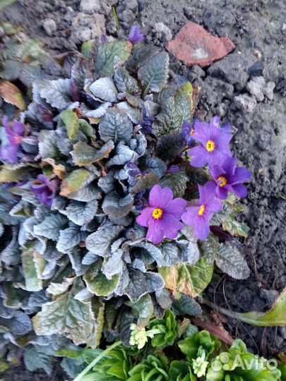 Первоцветы